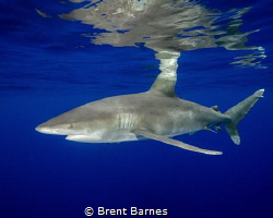 An oceanic white tip shark with surface reflection taken ... by Brent Barnes 
